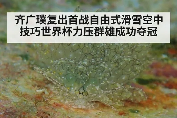 齐广璞复出首战自由式滑雪空中技巧世界杯力压群雄成功夺冠